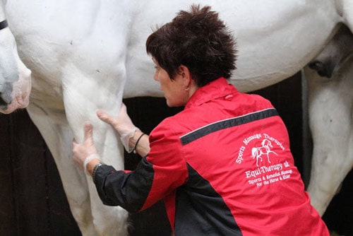Equine Sports Massage Course / Diploma