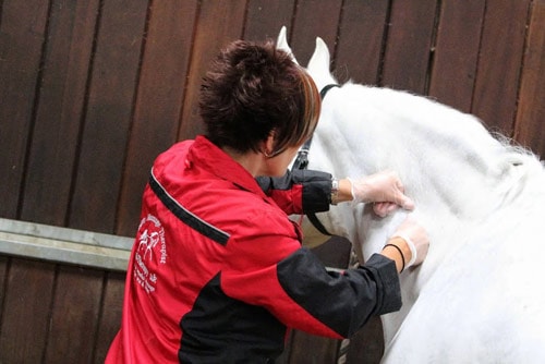 One Day Equine Massage Course