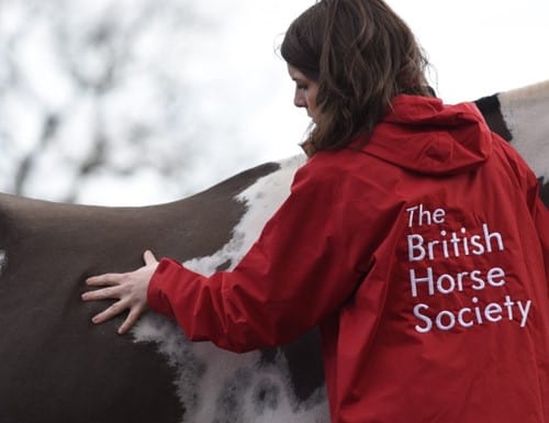 Equine Body Fat Scoring CPD Workshop